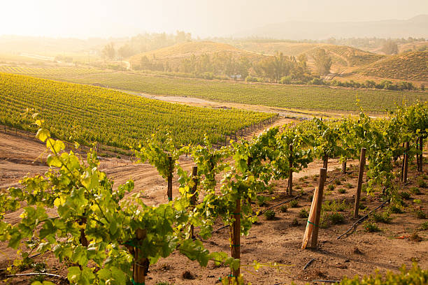 istock Beautiful Lush Grape Vineyard in The Morning Sun and Mist 108482712