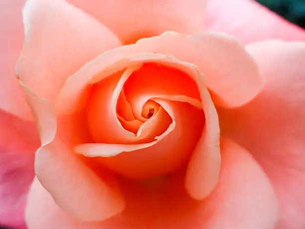 rose closeup