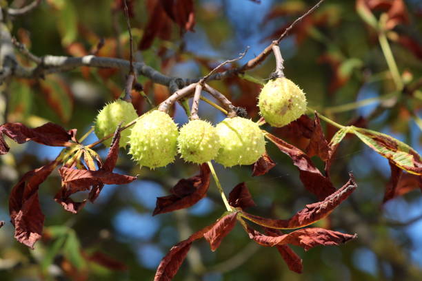 rama de castaño con múltiples cúpula espinosa cerrado rodeado de hojas de otoño - cupule fotografías e imágenes de stock