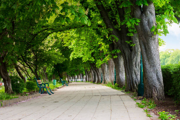 istock alley with chestnut trees in blossom 1084834936