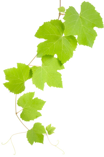 grape vine leaves isolated on white XXXL