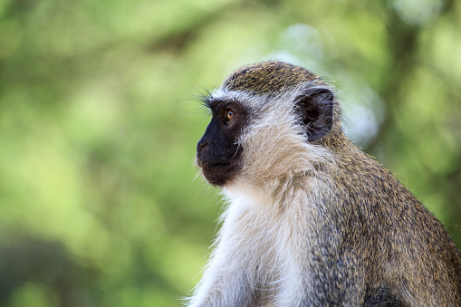 Mono verde (Chlorocebus sabaeus) con un fondo borroso photo