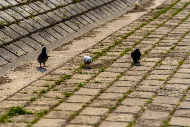 istock Pigeons Walk on a Promenade 1084843278