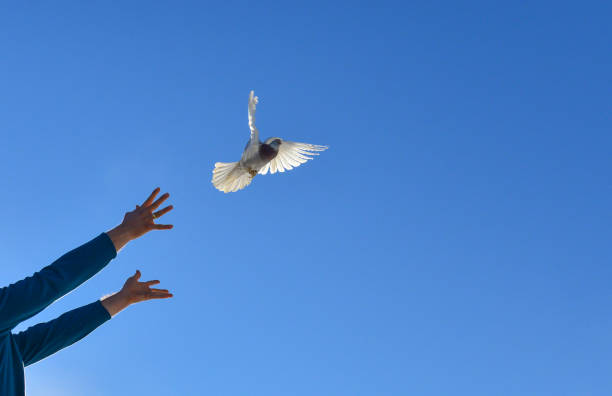 istock leave to the living area & freedom 1084843752
