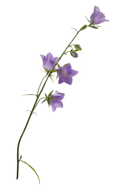istock Blue bell flower on long stem with leaves isolated on white background 1084843860