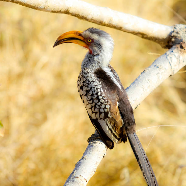 istock African Hornbill bird sitting on a tree branch 1084843884