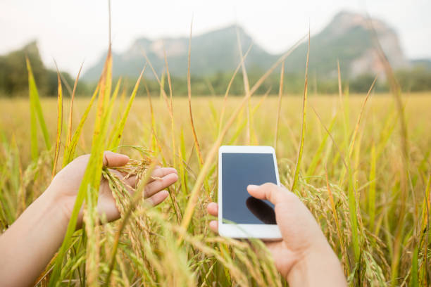 istock Farmer checking ripe rice in rice field 1084844584