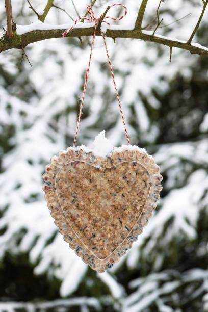 istock Heart shaped bird feeder hanging on the tree. 1084844888
