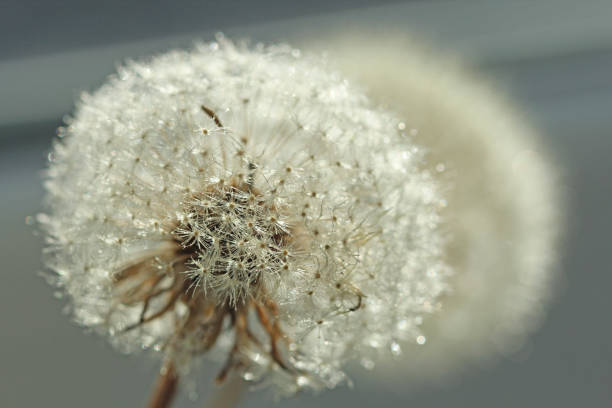 istock Dandelion close-up. Dandelion seeds, background 1084846528