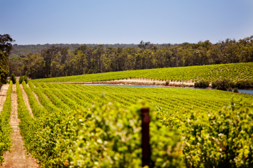 Rows of vines on a sunny day