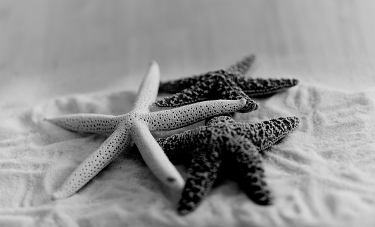 starfish trio