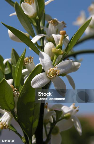 Flores Laranja - Fotografias de stock e mais imagens de Agricultura - Agricultura, Cabeça de Flor, Citrino
