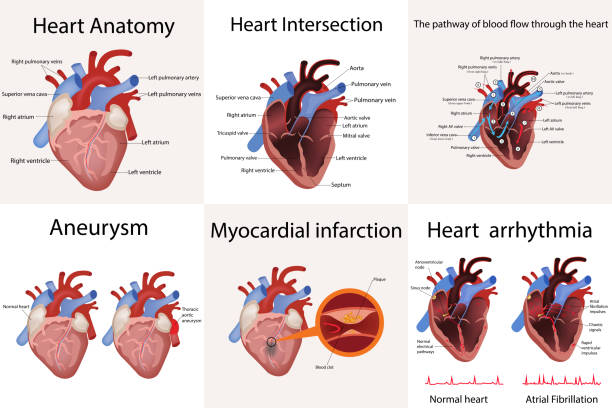 heart anatomy and types of heart disease vector illustration heart anatomy and types of heart disease vector illustration isolated on white heart ventricle stock illustrations