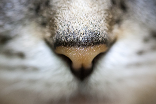 cat nose, close-up, macro. cute picture of a beautiful cat, selective focus. spout with droplets. front view on the face of a cat. for decoration and design