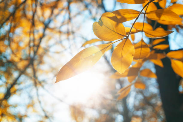 istock Autumn landscape park. Fall tree leaves background. 1084864278
