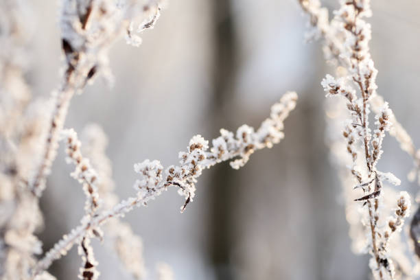 istock Dry grass covered with snow in the winter forest close up 1084864508
