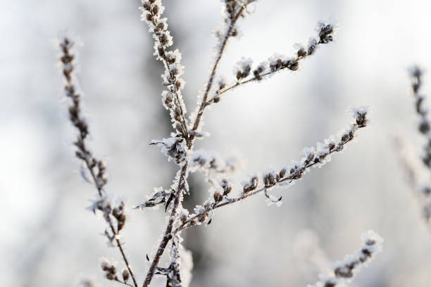 istock Dry grass covered with snow in the winter forest close up 1084864510