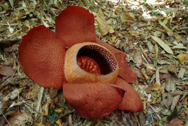 istock Sapria Himalayana, big flower. 1084867490