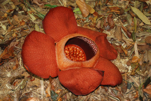 istock Sapria Himalayana, big flower. 1084867544