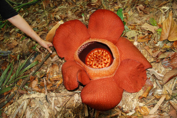 istock Sapria Himalayana, big flower. 1084867552