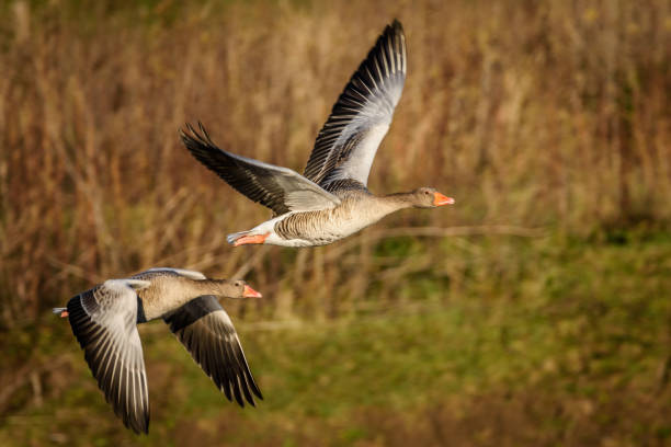 Flying greylag goose A greylag goose's in fligh greylag goose stock pictures, royalty-free photos & images
