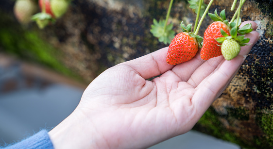 A young woman is picking up fresh seasonal strawberries in the garden, concept of organic farming, close up, macro.