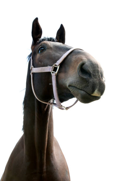 istock Brown Horse portrait 1084870162