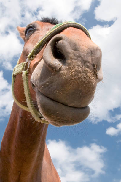istock Horse on the white clouds background 1084870194