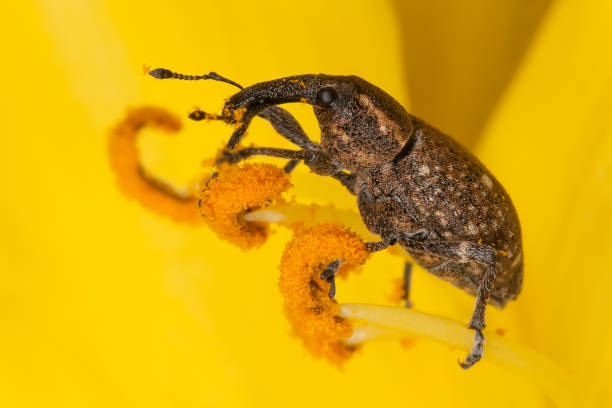 istock Polydrusus beetle on the yellow flower petal 1084870360