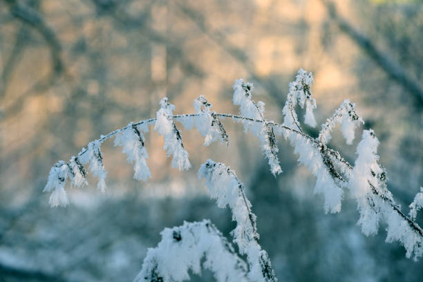 istock Dry grass covered with snow in the winter forest close up 1084870504