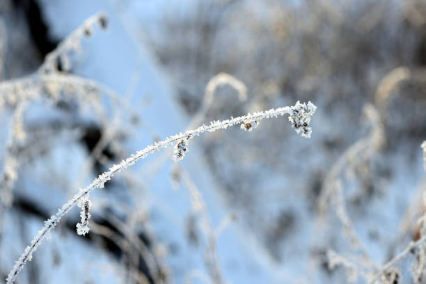 istock Dry grass covered with snow in the winter forest close up 1084870508