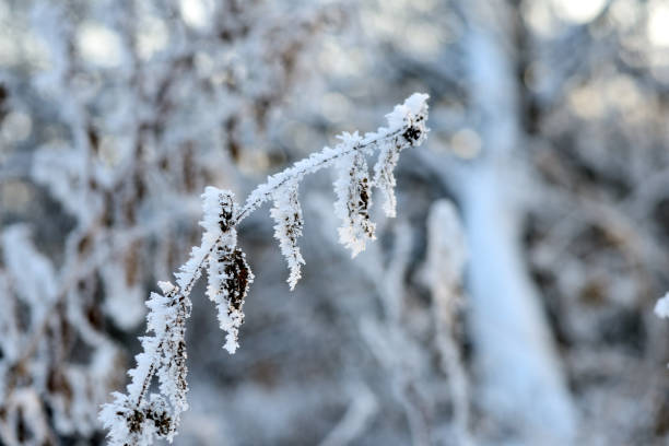 istock Dry grass covered with snow in the winter forest close up 1084870518