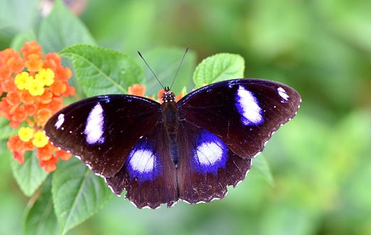 Doris long wing (Heliconius doris) butterfly in Costa Rica.