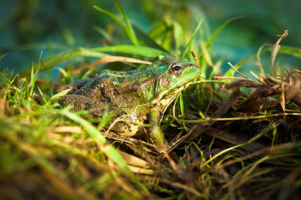 istock Marsh Frog, Rana ridibunda 108488527