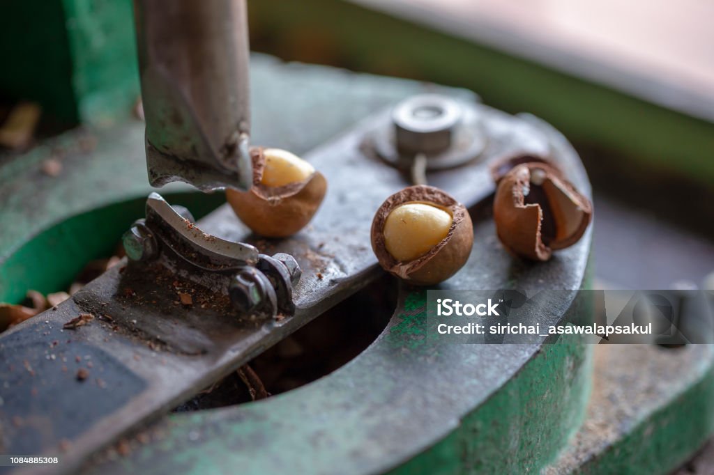 Exploding Macadamia Shell Cracker For Cracking Macadamia Open Macadamia Nut Stock Photo ...