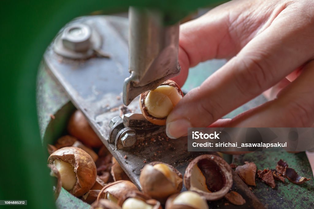 Exploding Macadamia Shell Cracker For Cracking Macadamia Open Macadamia Nut Stock Photo ...