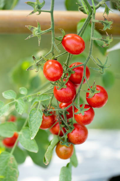 спелые красные помидоры висят на томатном дереве в саду - heirloom cherry tomato стоковые фото и изображения