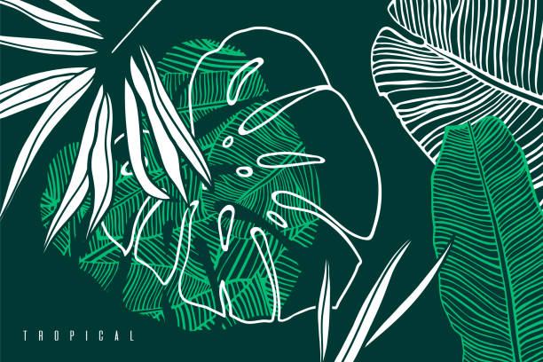 bildbanksillustrationer, clip art samt tecknat material och ikoner med tropiska mönster med palm tree löv, banan och monstera blad. handritad tropic bladverk. exotiska grön bakgrund. - australia forest background