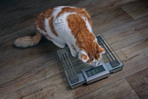 tabby cat with overweight looking worried on a scale. - remote fat overweight dieting imagens e fotografias de stock