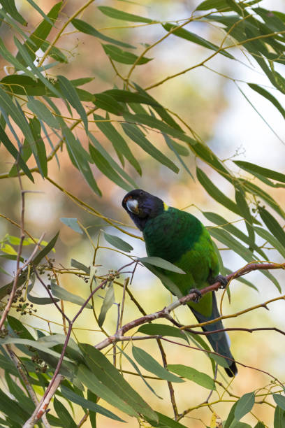 istock Australian ringneck, broad-tailed parrot bird in green blue perching on Eucalyptus branch in Western Australia 1084887950