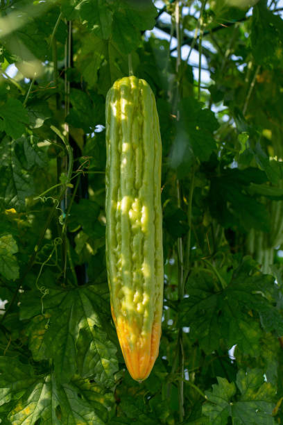 istock Bitter melon, Bitter gourd or Bitter squash hanging plants in a farm 1084890288