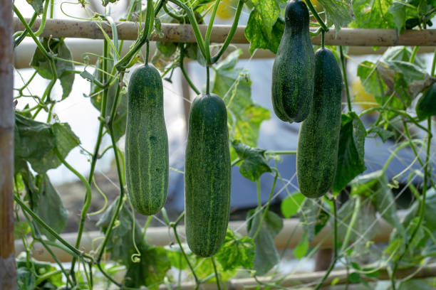 istock Green cucumber growing in field vegetable garden 1084890306