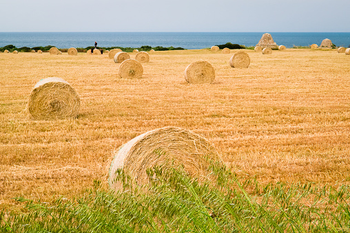agricultural field for animal fodder,along the adriatic coast of Apulia.