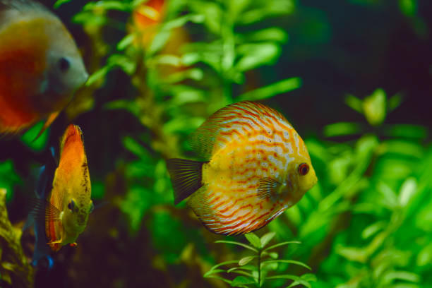 istock Tropical Fish at Aquarium 1084893080