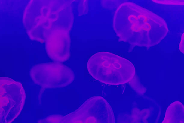 istock Close-up of jellyfishes 1084893102