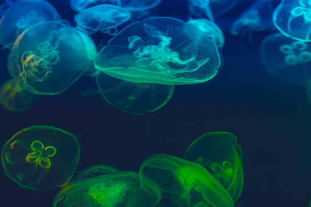 istock Close-up of jellyfishes 1084893124