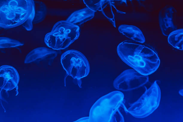 istock Close-up of jellyfishes 1084893128