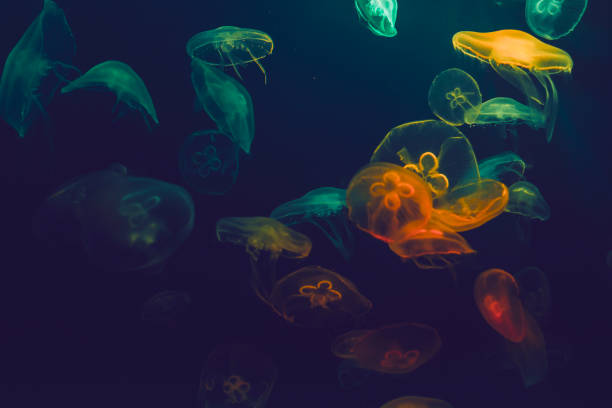 Jellyfish in aquarium