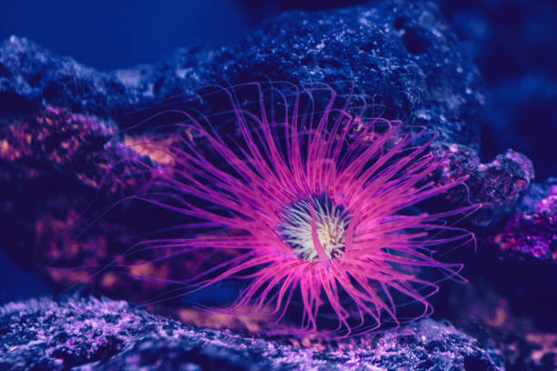 istock Pink starfish in aquarium 1084893324
