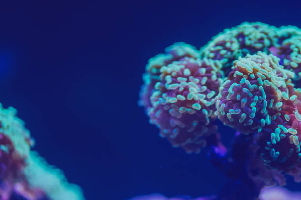 beautiful live corals - animal em via de extinção imagens e fotografias de stock